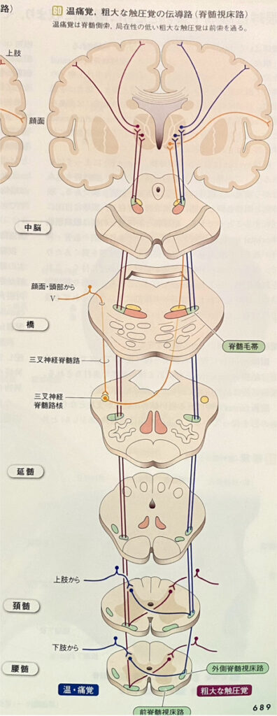 リキュア銀座・中山整体温度覚伝導路